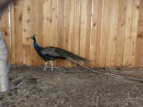 SAM_3689--29_1